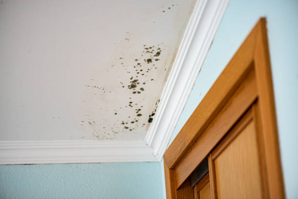 Best Attic Mold Remediation in Prestbury, IL