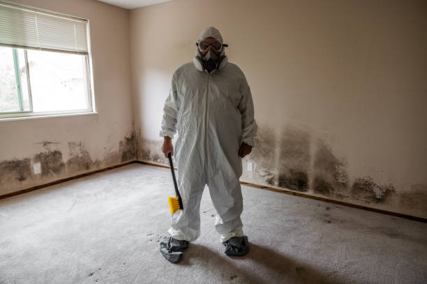 Best Post-Flood Mold Remediation in Prestbury, IL